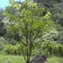 Papier moerbei (Broussonetia papyrifera)